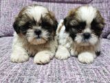 Shihit Tzu  Yavrular