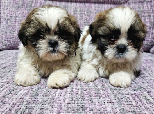 Shihit Tzu  Yavrular görsel