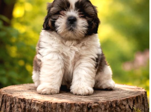 Shihit Tzu  Yavrular
