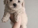 Maltese Bebisler