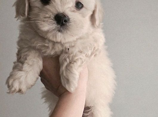 Maltese Bebisler görsel