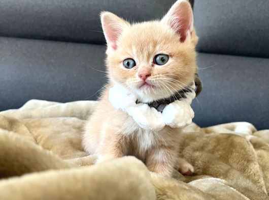 Safkan Bluegolden Dişi Erkek Yavrular