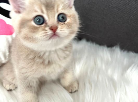 Safkan Bluegolden Dişi Erkek Yavrular görsel