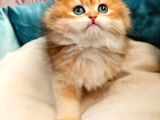 Ny11 British Longhair