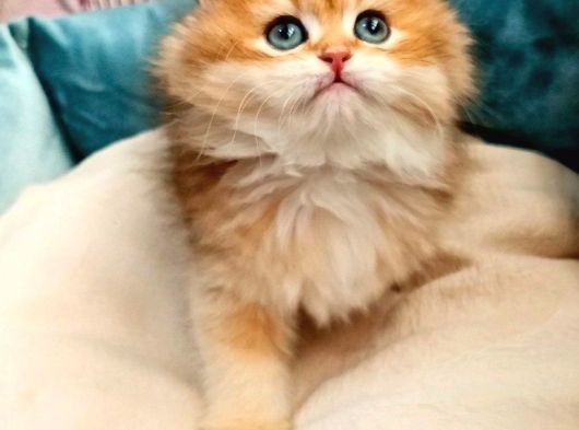 Ny11 British Longhair görsel