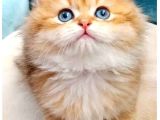 Ny11 British Longhair