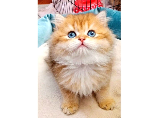 Ny11 British Longhair