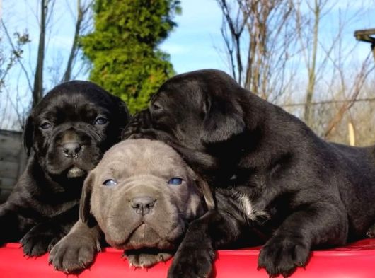 Efsane Cane Corso Yavrular