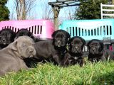 Efsane Cane Corso Yavrular