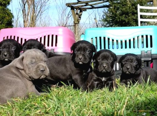 Efsane Cane Corso Yavrular görsel