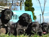 Efsane Cane Corso Yavrular