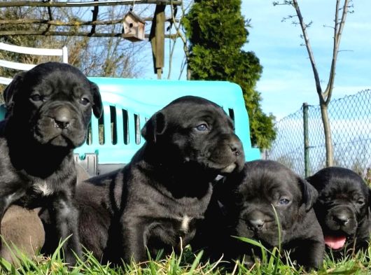 Efsane Cane Corso Yavrular görsel
