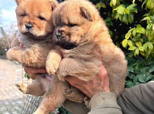 Chow Chow Yavrular görsel
