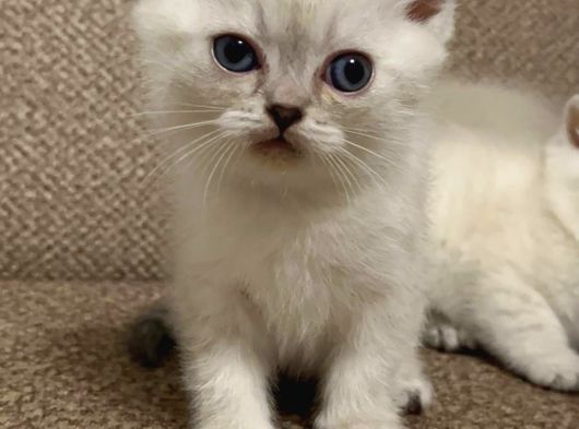 British Short Hair Bebekler görsel