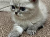 British Short Hair Bebekler