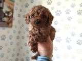 Büyümek Nedir Bilmeyen Pişmaniye Poodle