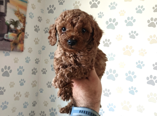 Büyümek Nedir Bilmeyen Pişmaniye Poodle görsel