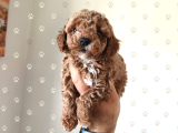 Büyümek Nedir Bilmeyen Pişmaniye Poodle