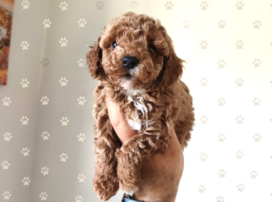 Büyümek Nedir Bilmeyen Pişmaniye Poodle görsel