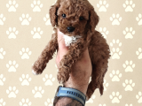 Büyümek Nedir Bilmeyen Pişmaniye Poodle