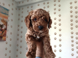 Büyümek Nedir Bilmeyen Pişmaniye Poodle