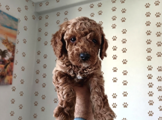 Büyümek Nedir Bilmeyen Pişmaniye Poodle görsel
