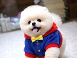 Orjinal Pomeranian Boo Yavruları