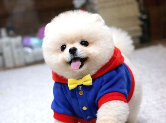 Orjinal Pomeranian Boo Yavruları görsel