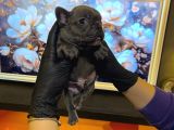 Egzoti̇k French Bulldog Yavrularim Hari̇ka Renkler Ve Anatomi̇