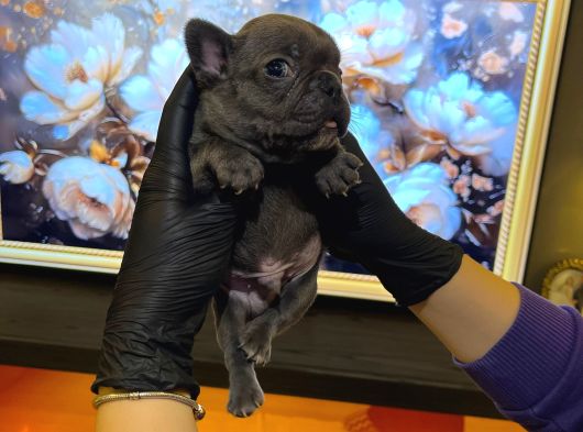 Egzoti̇k French Bulldog Yavrularim Hari̇ka Renkler Ve Anatomi̇ görsel