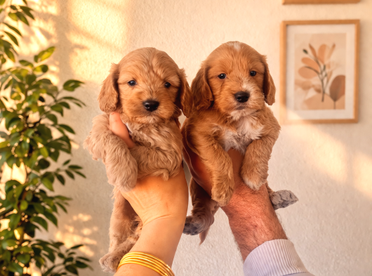 Poodle Ayarında Maltipo Yavruları görsel