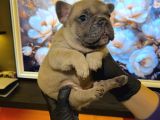 Egzoti̇k French Bulldog Yavrularim Hari̇ka Renkler Ve Anatomi̇