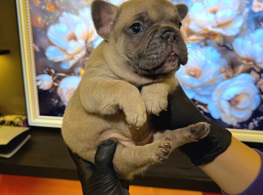 Egzoti̇k French Bulldog Yavrularim Hari̇ka Renkler Ve Anatomi̇ görsel
