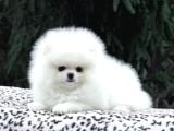 Orjinal Pomeranian Boo Yavruları