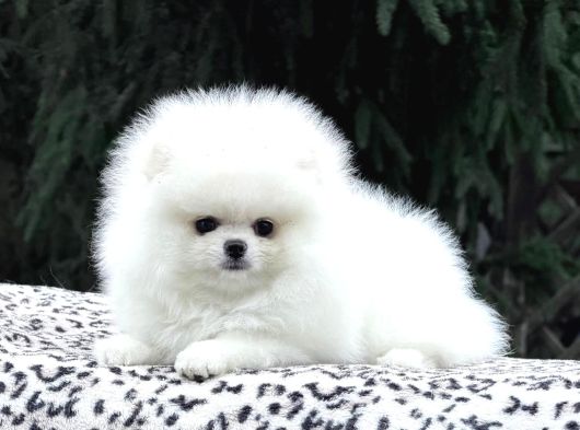 Orjinal Pomeranian Boo Yavruları görsel