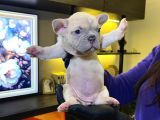 Egzoti̇k French Bulldog Yavrularim Hari̇ka Renkler Ve Anatomi̇