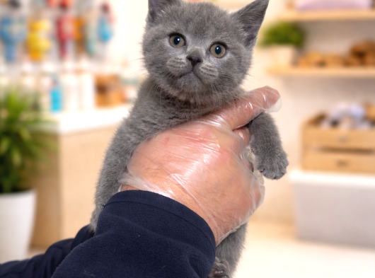 Mükemmel A Kalite British Shorthair Yavrularımız görsel