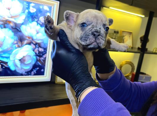 Egzoti̇k French Bulldog Yavrularim Hari̇ka Renkler Ve Anatomi̇ görsel