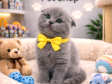 Mükemmel A Kalite Scottish Fold Yavrularımız