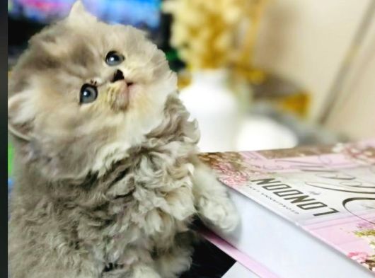 A Kalite Çok Güzel Golden Lonhair Bebekler Uyguna görsel