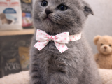 Mükemmel A Kalite Scottish Fold Yavrularımız
