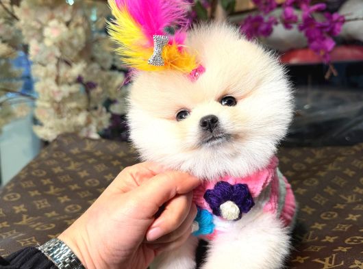 Ayıcık Surat Boo Isteyenler Içindir görsel