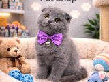 Mükemmel A Kalite Scottish Fold Yavrularımız
