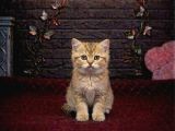 BRİTTİSH SHORTHAİR BEBEKLERİMİZ