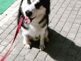 Sibirya kurdu-Husky