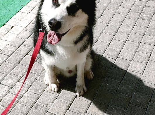 Sibirya kurdu-Husky