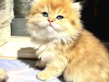 Mükemmel British Longhair
