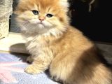 Mükemmel British Longhair