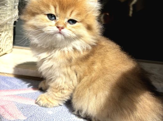 Mükemmel British Longhair görsel