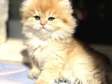 Mükemmel British Longhair